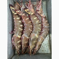 Octopus_fresh, octopus, frozen octopus	octopus tentacles bulk, octopus exporter	pulpo (ES)