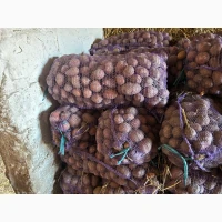 Посадкова картопля