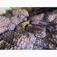Посадкова картопля
