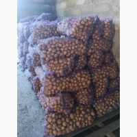 Продам насінневу картоплю