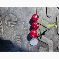 Продам садовую вишню (заморозка)
