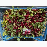 Продам садовую вишню (заморозка)