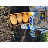 Продам Топган Фарао Дакаро лукстар