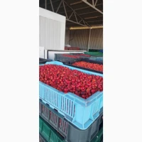Продам шипшину заморожену