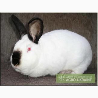 Продаєм кролів різних порід