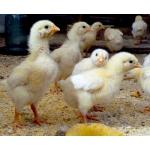 Продам цыплят-бройлера с доставкой. +79 78 70 555 72