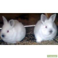 Продаем кроликов
