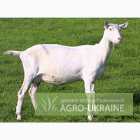 Зааненские козы
