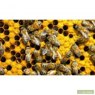 Пчелопакеты и пчелосемьи в Донецке