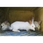 Продам кроликов Калифорнийской породы.