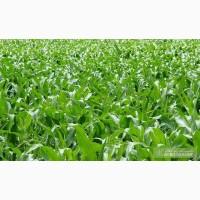 Продам силос кукурузный