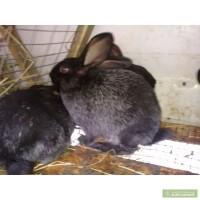 Продам кроликов Серебро
