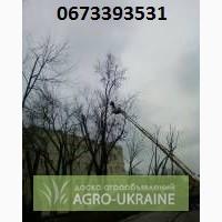 Кронирование сосен обрезка сосен Киев