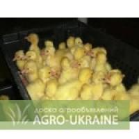 Добові гусенята