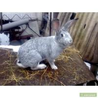 Продам кроликов советская шиншилла