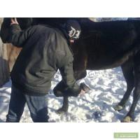Продам кобылу 3-х лет!