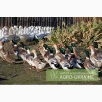 Продам утята Старт 53 бройлерная, Утята мулард, цветная башкирка