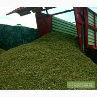 Реализуем силос кормовой кукурузный
