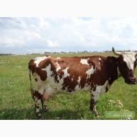 Коровы, тёлочки и бычки высокоудойных пород продам