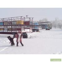 Пчелопакеты 4-х рамочные, пчелосемьи