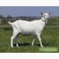 Козлята зааненской породы