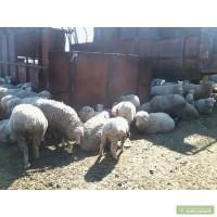 Продам барашек породы меринос