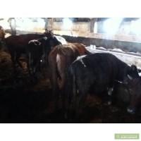 Молодые бычки на мясо и на откорм