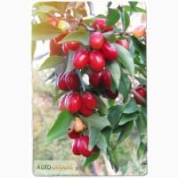 Продаем саженцы кизила Владимирский | частный питомник LITYNSAD