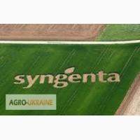 Семена подсолнечника от производителя Сингента (Syngenta)