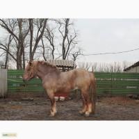 Продам Тяжеловоза