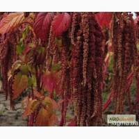 Амарант Аврора