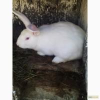 Продам кроля білий панон