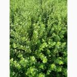 Продам саженцы - плодовые и декоративные