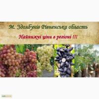 Cаджанці винограду
