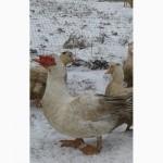 Инкубационное яйцо мускусной утки Барбари