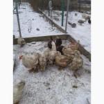 Инкубационное яйцо мускусной утки Барбари
