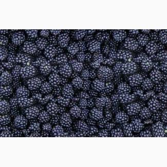 Ежевика Ожина