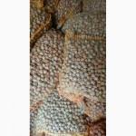 Фундук в шкарлупе (Турцыя)