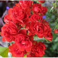 Свженцы р03 Sccrlet Meillcndecor (Скврлет Мвйлвндек0р)