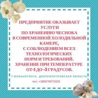 Услуга хранения чеснока в холодильной камере от -3 до -1 градуса
