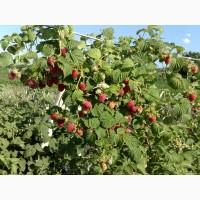 Продам саженцы малины Феномен, жёлтый гигант, феникс, любетовска