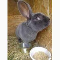 Продам кролей породы Рекс