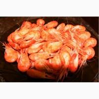 Продам креветку Азовскую и Черноморскую