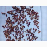 Продам часник на посадку сорта Любаша, воздушка