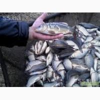 Продам живую рыбу малька; карп, амур.щука.толсто лоб, линь
