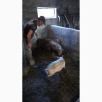 Продам Дикого кабана (ручного)