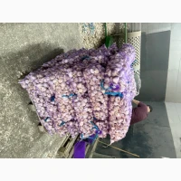 Продаємо Озимий часник -2026врожаю