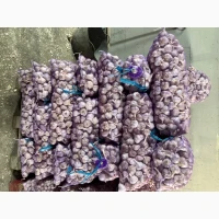 Продаємо Озимий часник -2026врожаю
