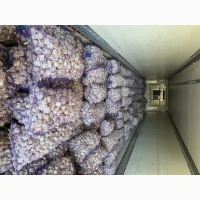 Продаємо Озимий часник -2026врожаю