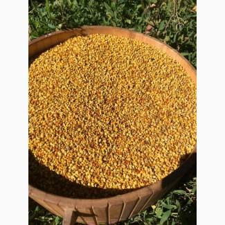 Пыльца з собственной пасеки 2025р